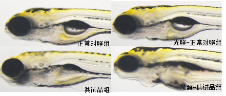 利用斑马鱼模型评价皮肤光毒性