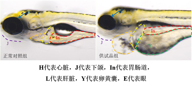 利用斑马鱼模型评价胚胎毒性