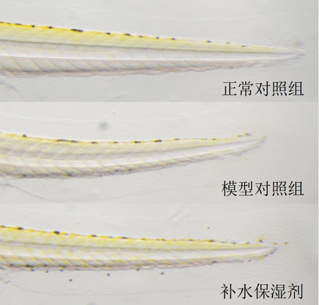 利用斑马鱼模型评价补水保湿功效