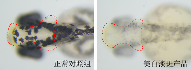 利用斑马鱼模型评价美白淡斑功效