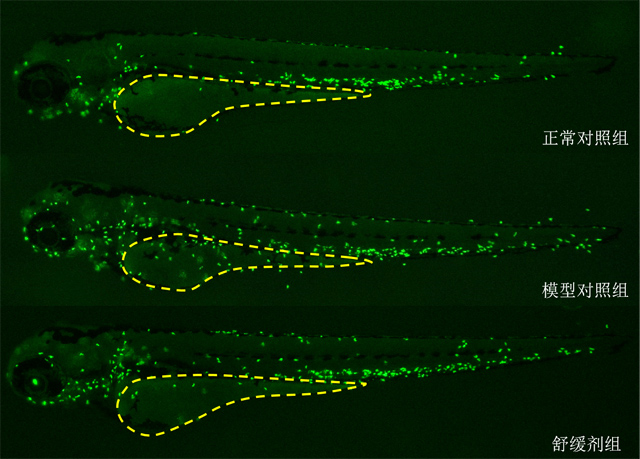 利用斑马鱼模型评价舒缓（炎症修复）功效