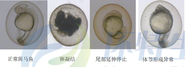 1755583275167594.jpg 1.jpg