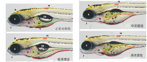 斑马鱼模型评价婴幼儿护肤品的安全性