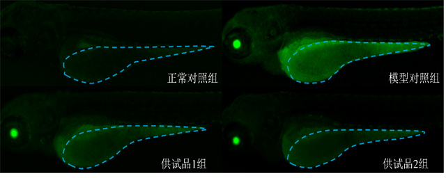 利用斑马鱼评价化妆品抗衰老功效