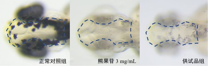 利用斑马鱼模型评价化妆品祛黑眼圈作用