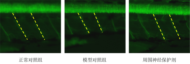 利用转基因NBT斑马鱼评价周围神经保护剂功效