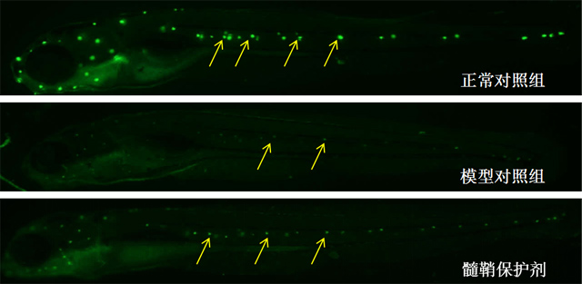 利用斑马鱼模型评价多发性硬化治疗药物筛选功效