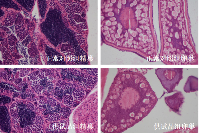 利用斑马鱼模型评价生殖毒性