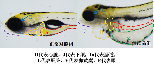 利用斑马鱼模型评价急性毒性