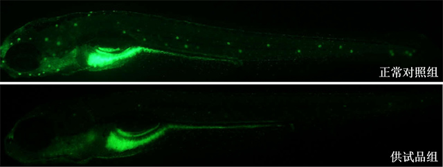 利用斑马鱼模型评价保护听力作用