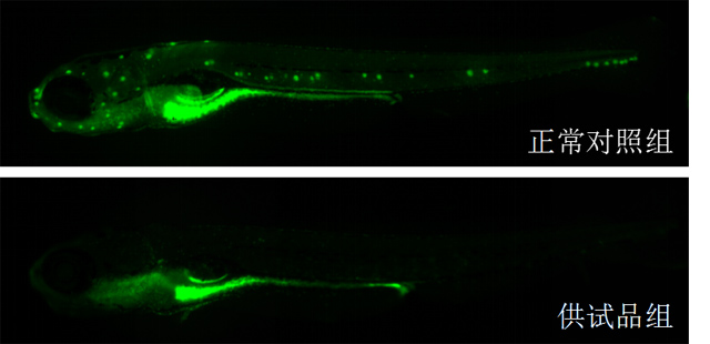 利用斑马鱼模型评价听毒性