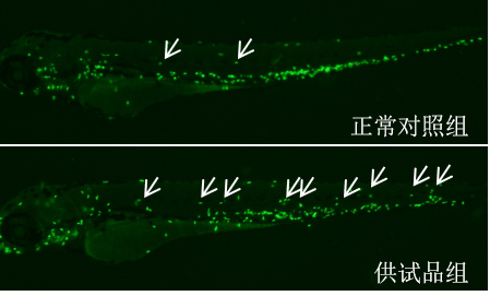 利用斑马鱼评价炎症反应作用