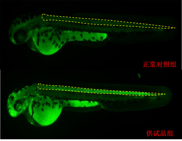 利用斑马鱼模型评价行为毒性