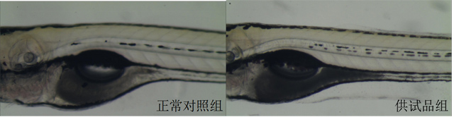 利用斑马鱼模型评价胃肠道毒性