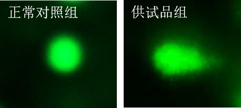 利用斑马鱼模型评价基因毒性