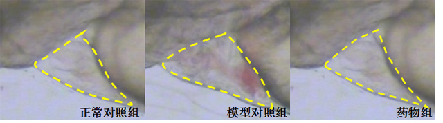 利用斑马鱼模型评价改善心脏出血功效