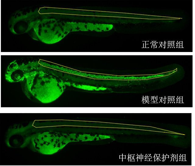 利用斑马鱼模型评价中枢神经保护作用