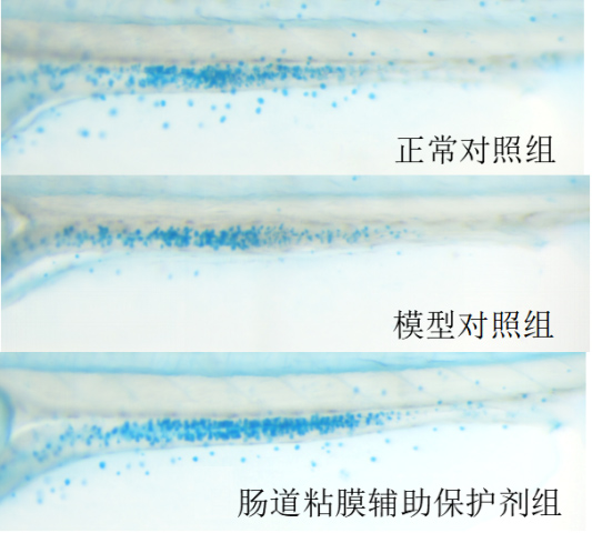 利用斑马鱼模型评价肠道粘液分泌功能