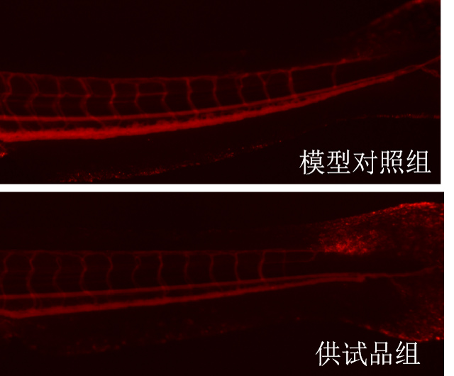 利用斑马鱼模型评价降血脂作用