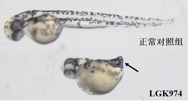 利用斑马鱼模型评价Wnt信号通路抑制作用
