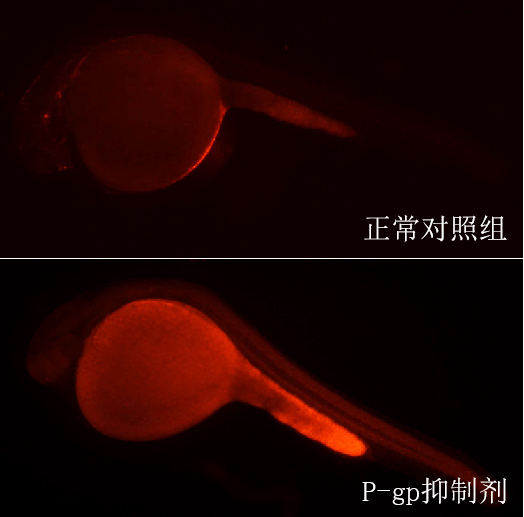利用斑马鱼模型评价多药耐药逆转作用