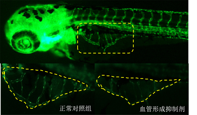 利用斑马鱼模型评价抗血管形成作用