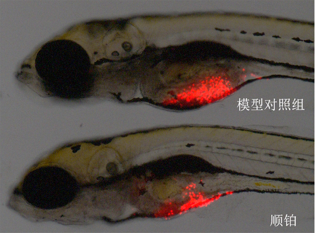 利用斑马鱼模型评价抗肿瘤作用