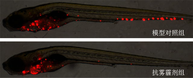 利用斑马鱼模型评价抗PM2.5功效