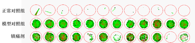 利用斑马鱼模型评价镇痛作用