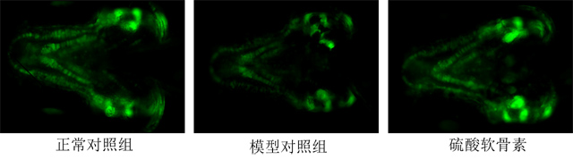利用斑马鱼模型评价软骨修复功效