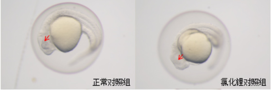 利用斑马鱼模型评价评价老年痴呆防治作用