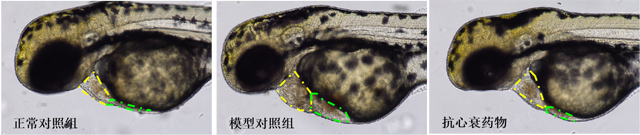 利用斑马鱼模型评价心衰防治作用
