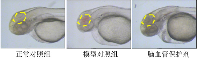 利用斑马鱼模型评价脑出血防治作用