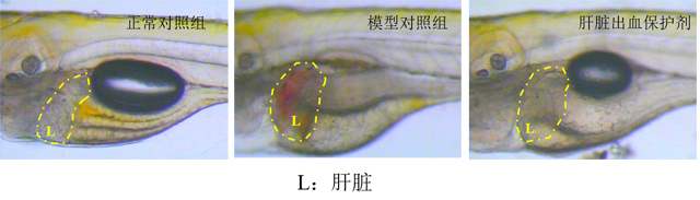 利用斑马鱼模型评价保护肝脏出血作用