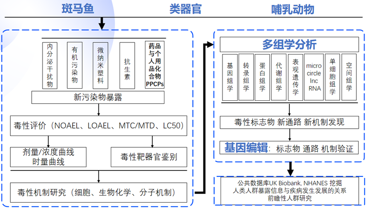斑马鱼模式生物助力新环境污染物毒性研究
