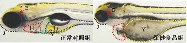 利用斑马鱼模型评价保健食品发育毒性与致畸性风险