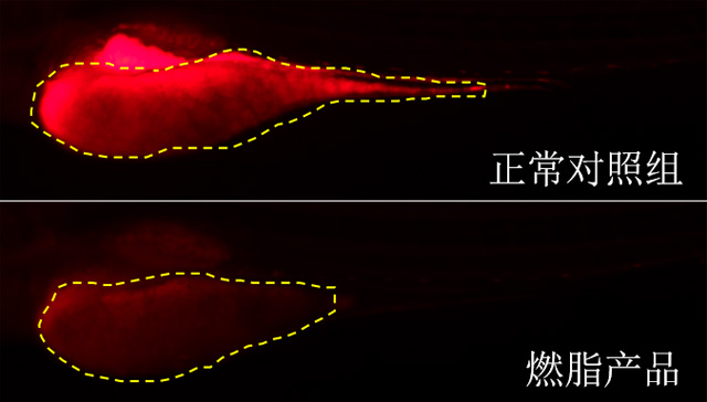 利用斑马鱼模型评价燃脂（促进脂肪代谢）功效