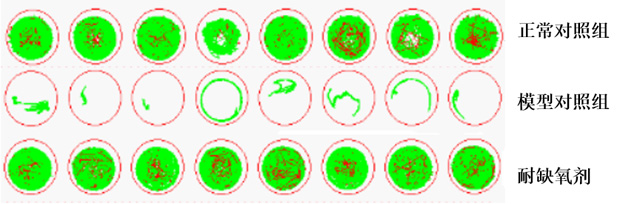 利用斑马鱼模型评价耐缺氧功效