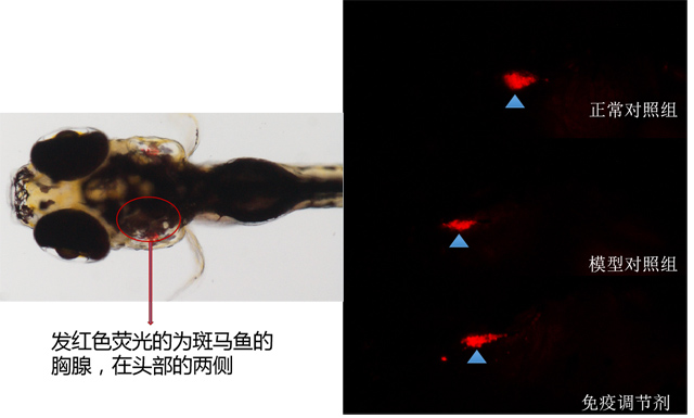 利用斑马鱼模型评价调节免疫功效——T细胞