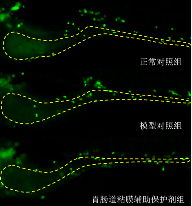 斑马鱼胃肠道中性粒细胞表型图