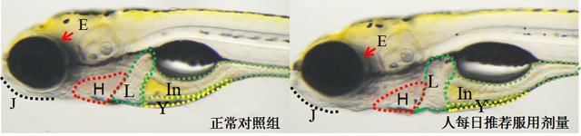 利用斑马鱼模型单剂量快速筛查产品每日推荐服用剂量的安全性