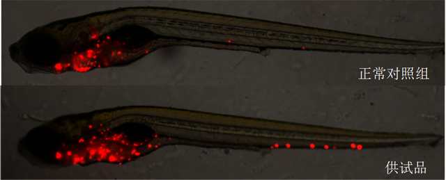 利用斑马鱼模型评价免疫毒性