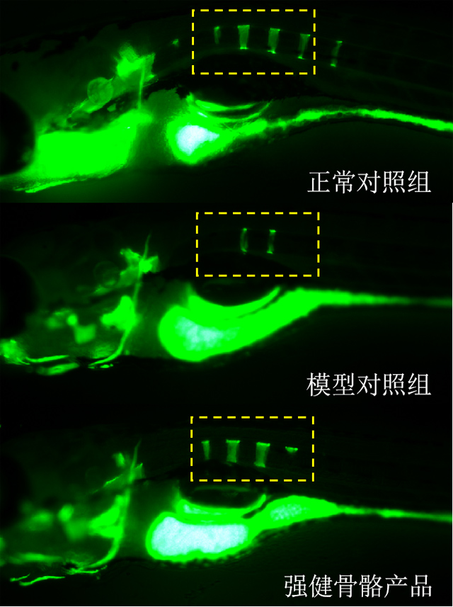 利用斑马鱼模型评价强健骨骼功效