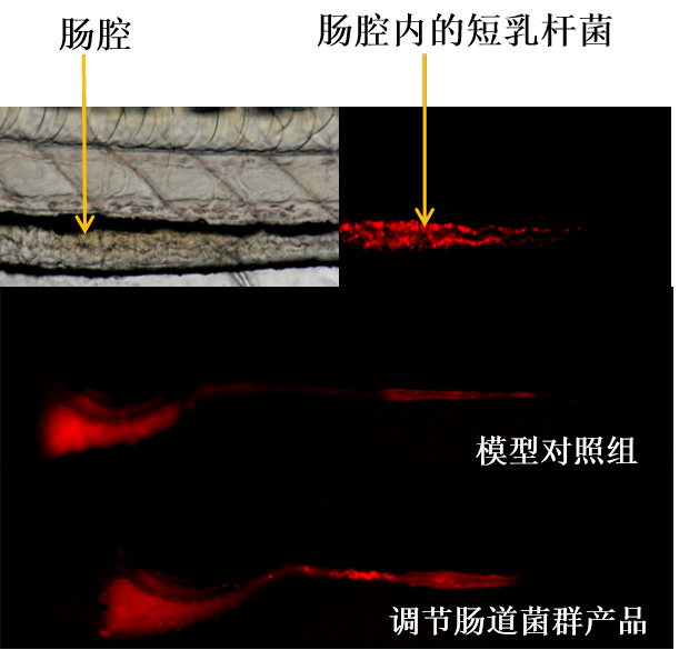 利用斑马鱼模型评价调节肠道菌群功效