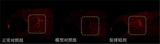 利用斑马鱼模型评价促进排铅功效