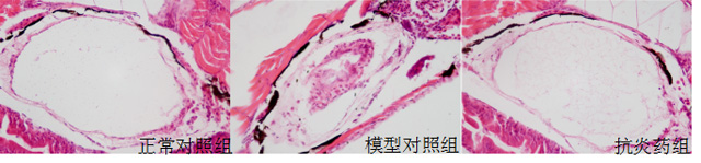 利用斑马鱼模型评价细菌性肺炎防治作用