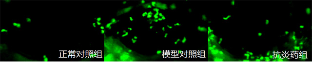 利用斑马鱼模型评价病毒性肺炎防治作用