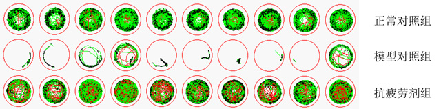 利用斑马鱼模型评价缓解体力疲劳功效评价