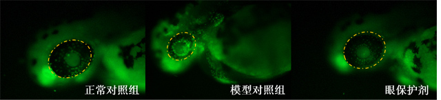 1755834102599281.jpg 1.jpg