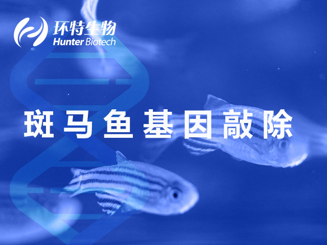 斑马鱼基因敲除品系制备